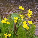 Marsh Marigold 